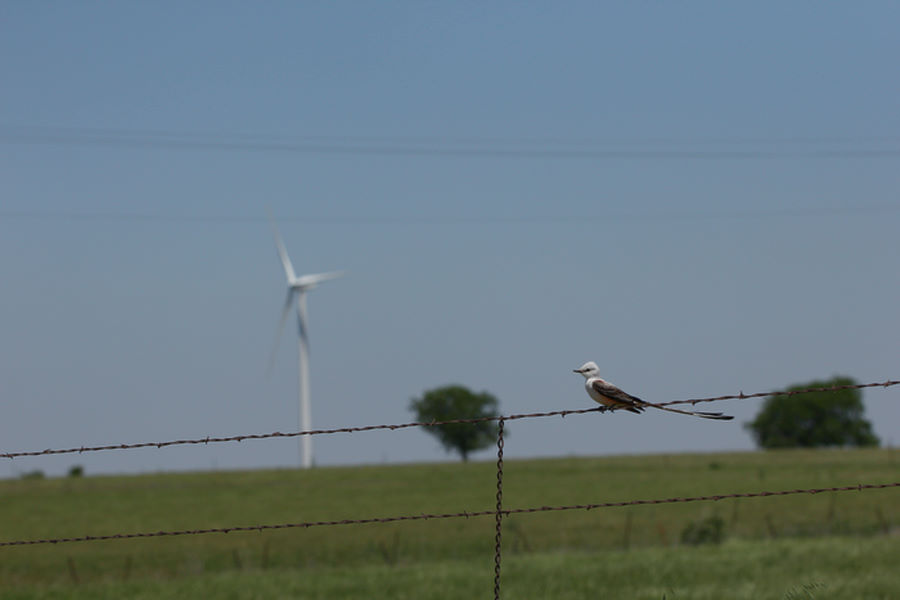 Le moucherolle à queue en ciseaux se perche sur une clôture avec une éolienne en arrière-plan.