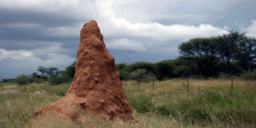 Bâtiments Éco-responsables : les termites nous montrent la voie