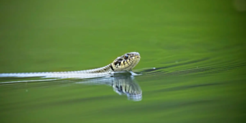 Les serpents de mer voient la vie en couleurs