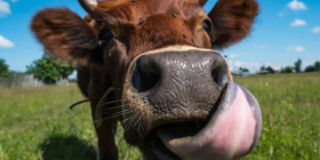 Une algue tropicale pour réduire les flatulences des vaches