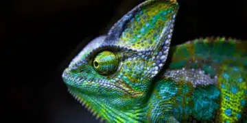 Un revêtement inspiré du caméléon pour une régulation thermique des bâtiments