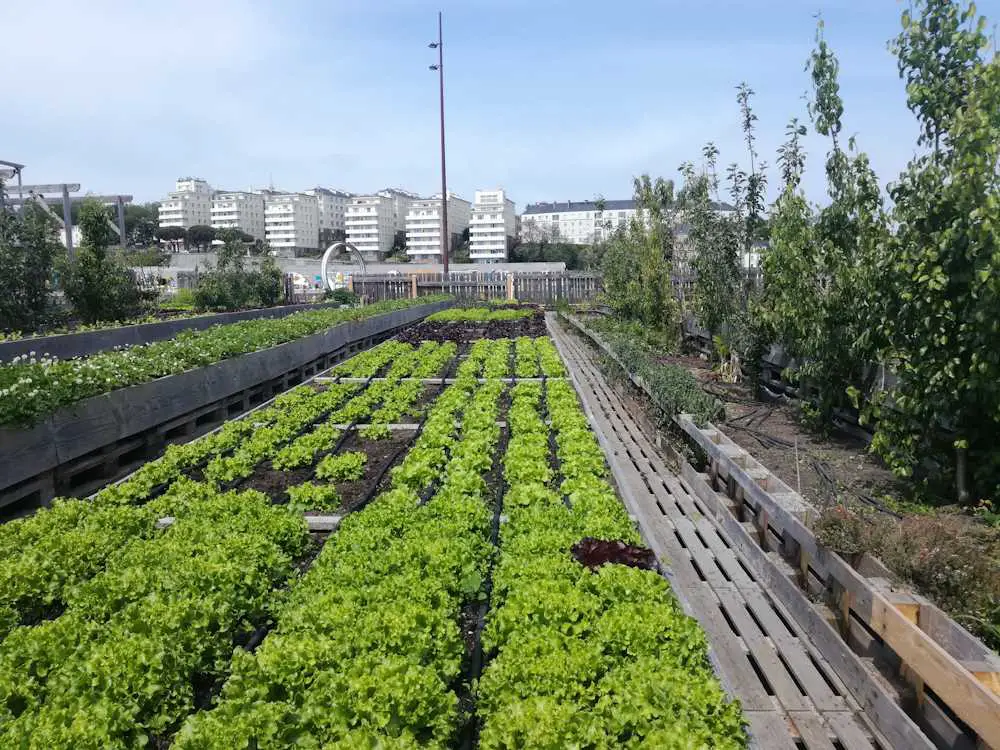 agriculture urbaine