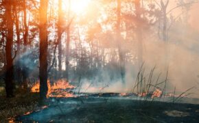 coniferous-forest-in-fire