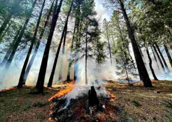 Feux de forêt : et si le remède se cachait dans le mal ?