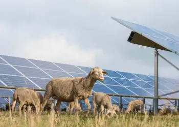 Ombrea : L'entreprise qui marie l'agriculture et l'énergie solaire en France