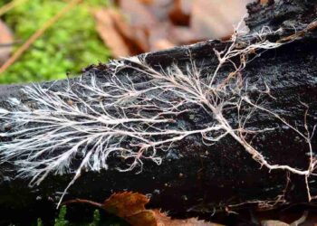 Sous terre, un réseau pensant : l'incroyable cognition des champignons