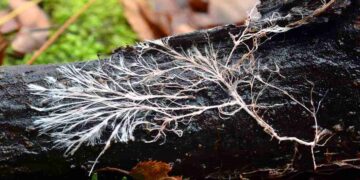 Sous terre, un réseau pensant : l'incroyable cognition des champignons