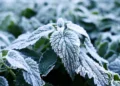 Anti-givre : une nouvelle technique 1000 fois plus efficace que l'existant