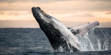 Les éoliennes offshore sous surveillance après la mort mystérieuse de baleines