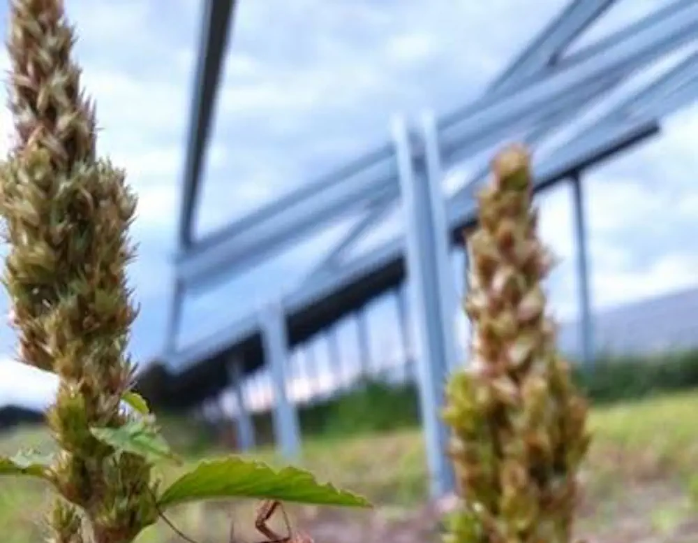 La biodiversité dans les parcs solaires est une évidence (ici deux nymphes de Mantis religiosa) et, à l'exception peut-être des plantes ligneuses auto-ensemencées, elle est souhaitable.