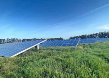 Les fermes solaires mixtes abritent trois fois plus d’oiseaux que les champs agricoles voisins