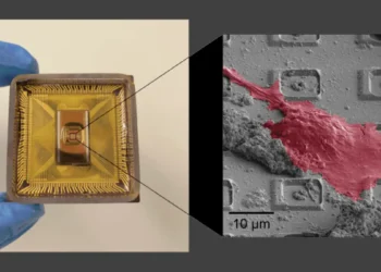 Une puce intelligente explore les connexions synaptiques avec une précision inégalée