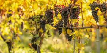 Les sarments de vigne transformés en hydrogène vert