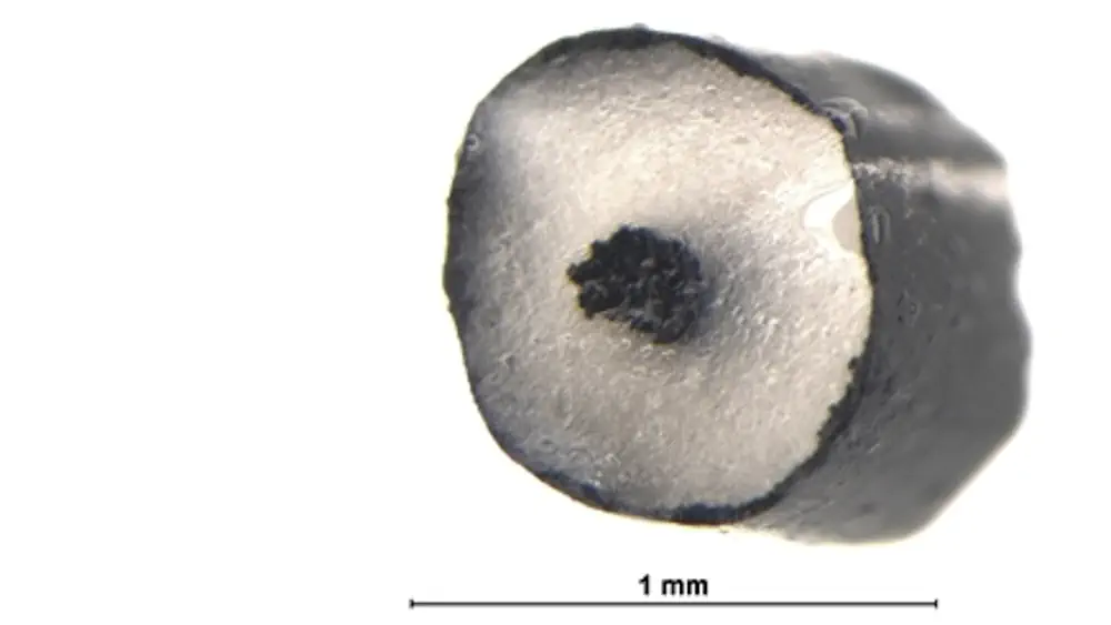 L'image au microscope de la fibre musculaire imprimée montre sa structure.