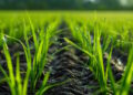 Les élèves des lycées agricoles sont-ils hostiles à l’agroécologie ?